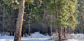 Зима в Бузлукском бору. Фото нацпарка
