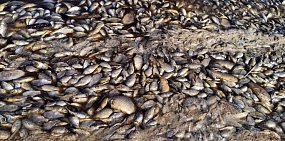 Массовая гибель рыбы в Оренбургской области могла произойти из-за нехватки кислорода в воде