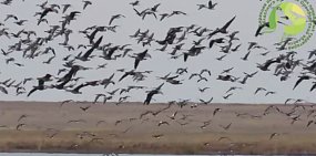 Над заказником «Светлинский» звучат прощальные крики серых гусей