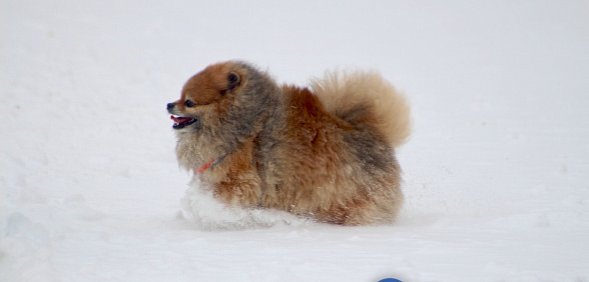 В Орске бойцовская собака напала на женщину с питомцем, а хозяйка не вмешалась
