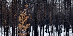 В нацпарке «Бузулукский бор» до конца декабря проверят 370 гектаров деревьев и кустарников, поврежденных пожаром 2021 года