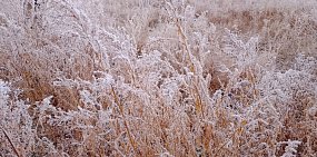 Зима в Оренбургской области серьезно опаздывает. Она не придет и на этой неделе