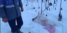 В Оренбургской области браконьер застрелил косулю и спрятал ее тушу у трассы