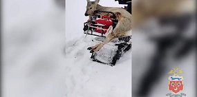 Сбитая косуля. Скриншот с видео от УМВД России по Оренбургской области