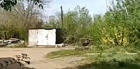 Бездомная собака на территории гаражей в Оренбурге. Стоп-кадр из видео