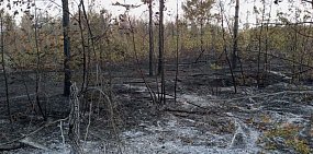 В мае в Оренбургской области вновь ожидается повышенная пожарная опасность в лесах