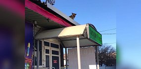 Соцсети: Собаки в Оренбурге уже заполонили крыши