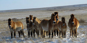 Лошади Пржевальского. Фото Дмитрия Немальцева 