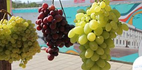 В пригороде Оренбурга могут появиться плантации винограда