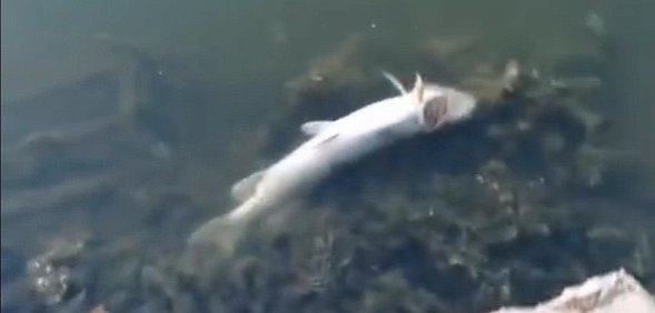 В водоеме Оренбургской области массово погибла рыба – карась и щука