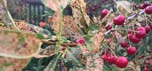 В Орске листья вишневых деревьев начали покрываться желтыми пятнами