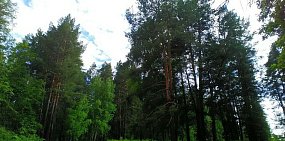 Из-за высокого класса пожарной опасности в Бузулукском бору ввели ограничения для туристов