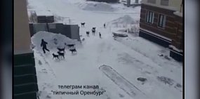 «Собаки атакуют город»: В Оренбурге на мужчину напала стая из 11 собак