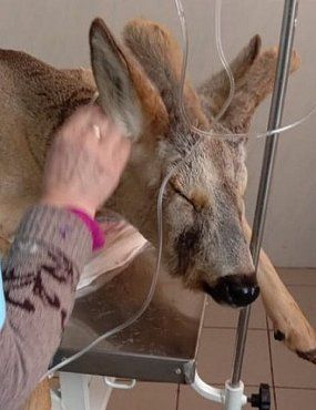 В Ясном спасли обессиленного Красавчика