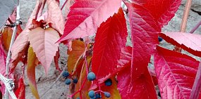 Погода в ближайшие дни в Оренбургской области под влиянием южного циклона будет влажной и теплой 