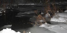 Прокуратура: В Орске незаконно захватили участок леса площадью более 400 кв.м.