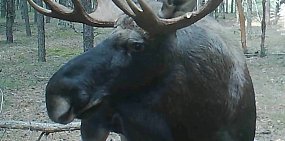 В Бузулукском бору заметили «коронованного» лося