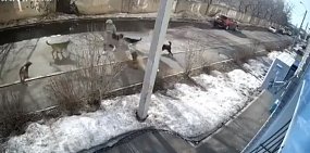 В Оренбурге на женщину напали бездомные собаки (видео) 