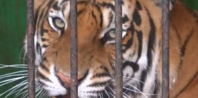 В зоопарке Бузулука тигрица едва не оставила парня без руки за то, что тот хотел украсть тигренка 