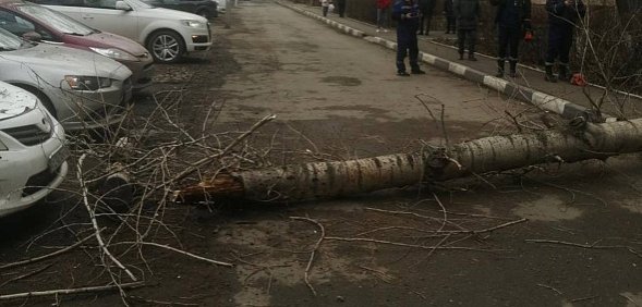 Упавшее дерево. Фото прокуратуры Оренбургской области