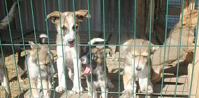 Собаки в приюте. Фото из архива 