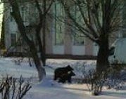 По Новоорску гуляли два медведя