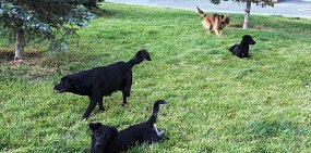 2-3 ребенка в среднем за день поступают в больницу Оренбурга с травмами от укуса собак 