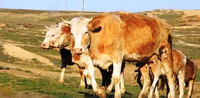 В Северном районе открыли новый животноводческий комплекс: 27 л. молока с коровы