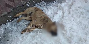 Жители Оренбурга во дворе обнаружили трупы собак. Одно животное удалось спасти 