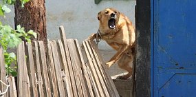 В Орске бездомная собака покусала ребенка. Администрация выплатит 70 тысяч рублей