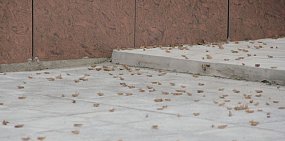 Саранча в Оренбургской области. Фото из архива 