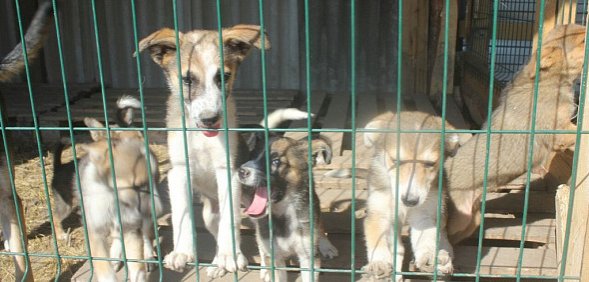 Собаки. Фото из архива 