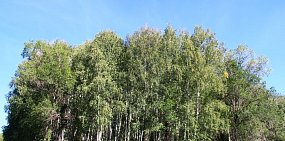 Депутаты Заксоба утвердили создание лесопарковых зон возле Абдулино, Сорочинска и Ясного
