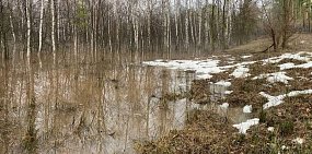 Уровень воды в Самаре у Бузулука растет, а у Бузулукского бора падает
