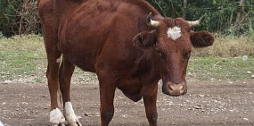 Крупный рогатый скот оренбургской области; фото из архива