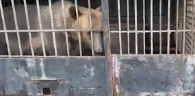 Медведь на территории кафе. Источник: Стоп-кадр из ГТРК Оренбург в программе «Телевышка»