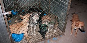 В Орске могут ликвидировать организацию по защите животных из-за отсутствия отчетности