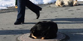 Администрация Орска снова выставила на торги отлов бродячих собак. Это становится похоже на бессмысленный ритуал