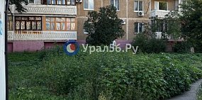 Сорняки. Фото из архива 