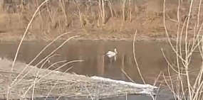 В Орске на Урале живет одинокий пеликан. Его стая улетела в теплые края