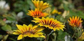 На цветники в Ленинском районе Орска город выделил более 2 млн рублей