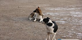 Собаки , фото из архива
