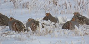 Какие птицы зимуют в Оренбургской области и чем их можно подкармливать? 