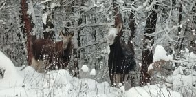 Лоси в Бузулукском бору. Фото нацпарка