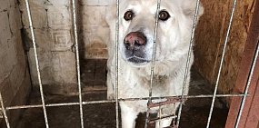 В Оренбурге с начала года отловили лишь 6,8% собак от запланированного числа, в Орске – 12%