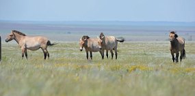 Лошади Пржевальского; фото из архива