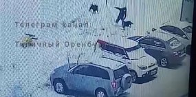 В Оренбурге на ул.Рокоссовского собаки напали на ребенка