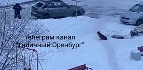 Мужчину из Оренбурга, стрелявшего в собаку на детской площадке, могут наказать сразу по двум статьям 