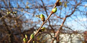 Какая погода ждет жителей Орска и Оренбурга на этой неделе