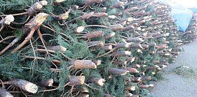 Как правильно в Оренбурге выкинуть елку и не заработать штраф? Деревья после праздников будут перерабатывать